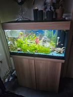 Te koop, Dieren en Toebehoren, Vissen | Aquaria en Toebehoren, Ophalen