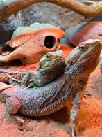 2 BAARDAGAMEN zonder terrarium, Dieren en Toebehoren, Reptielen en Amfibieën, Hagedis, Tam, 0 tot 2 jaar
