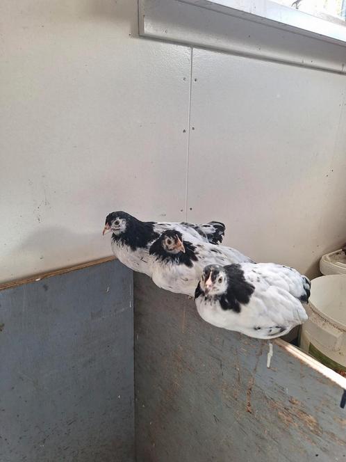 3 gesexte lakenvelder hennen, Dieren en Toebehoren, Pluimvee, Kip, Vrouwelijk