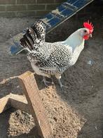 Friese hoender hennetjes zilverpel (2), Dieren en Toebehoren, Vrouwelijk, Kip