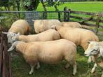 Ram, dekram, Mannelijk, Schaap, 0 tot 2 jaar
