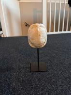 Ornament schildpad wit/creme, Ophalen of Verzenden, Zo goed als nieuw