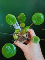 Pilea splash, Huis en Inrichting, Kamerplanten, Ophalen, Overige soorten, Minder dan 100 cm