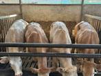 Koppel blonde koeien / luxe blonde pinken / stiertjes !!!, Dieren en Toebehoren, Runderen, Meerdere dieren