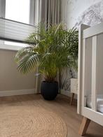 Goudpalm met antraciet pot, Huis en Inrichting, Kamerplanten, Ophalen, Halfschaduw, Minder dan 100 cm