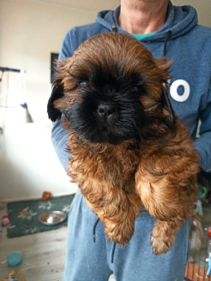Raszuivere Shih Tzu-pups, Dieren en Toebehoren, Honden | Chihuahua's en Gezelschapshonden, Reu, Overige rassen, Fokker | Hobbymatig