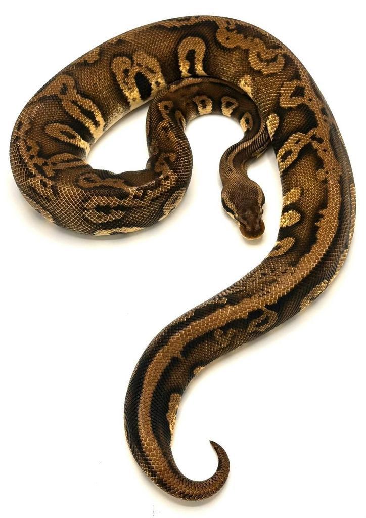 0.1 Stranger Leopard Pastel (OD?) 100% h. Candy, ph. Clown