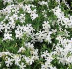Phlox S. White Delight | Kruipflox | Chemievrij, Bodembedekkers, Volle zon, Vaste plant, Ophalen of Verzenden