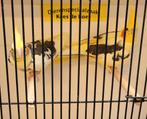 Koppel bonte valkparkieten, Dieren en Toebehoren, Vogels | Parkieten en Papegaaien, Meerdere dieren, Parkiet