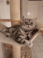 Dekkater beschikbaar, Dieren en Toebehoren, Katten en Kittens | Dekkaters