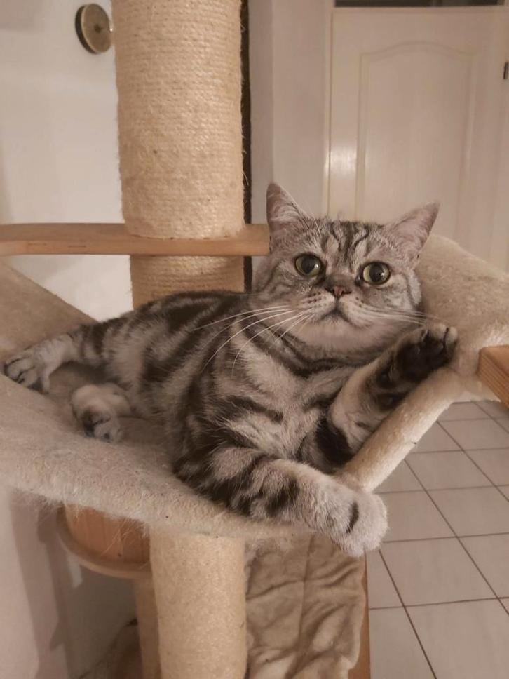 Dekkater beschikbaar, Dieren en Toebehoren, Katten en Kittens | Dekkaters