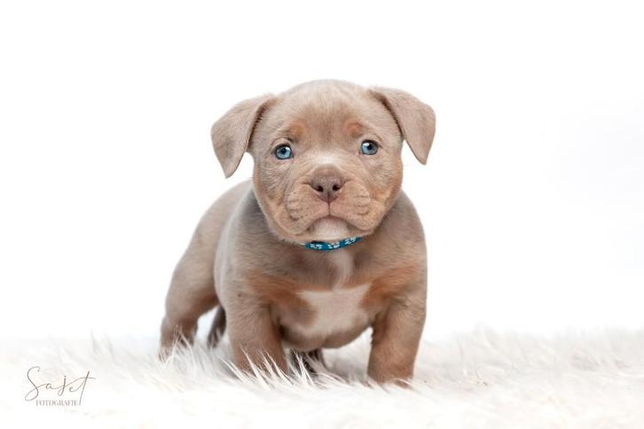 American bully micro / pocket puppies, Dieren en Toebehoren, Honden | Dekreuen, Meerdere dieren, Fokker | Hobbymatig, Meerdere