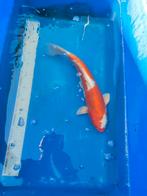 Japanse Koi 35cm desgewenst bezorgd aan huis, Karper of Koi