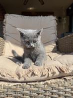 Kitens, Dieren en Toebehoren, Meerdere dieren