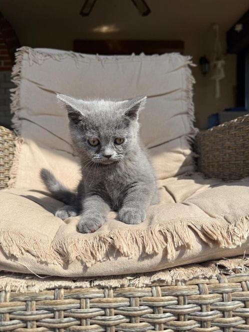 Kitens, Dieren en Toebehoren, Katten en Kittens | Overige Katten, Meerdere dieren