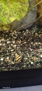 Anatome Helena slakken., Dieren en Toebehoren, Vissen | Aquariumvissen, Slak of Weekdier