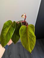 Philodendron Painted Lady stekken, Ophalen of Verzenden, Overige soorten, Minder dan 100 cm