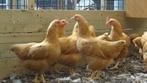 Plymouth rock kriel kippen | Jong volwassen | Passend advies, Vrouwelijk, Kip