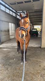 Project paardje  6 jarige ruin te koop, Ophalen, Zo goed als nieuw