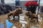 AMERICAN BULLY BEELDJES, Dieren en Toebehoren, Overige rassen, 8 tot 15 weken, Geslacht onbekend, Eén hond