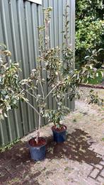 2 perenbomen, Overige soorten, Lente, 100 tot 250 cm, Ophalen