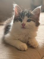 Mooie langharige kittens. Kater, zeer tam., Dieren en Toebehoren, Meerdere dieren, Langharig, 0 tot 2 jaar