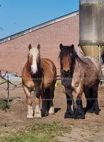 Rheinisch-Deutsches Kaltblut vos hengst trekpaard, Dieren en Toebehoren, Paarden, Gechipt, Hengst, 3 tot 6 jaar, Onbeleerd