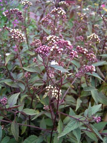 Vaste plant : Eupatorium chocolate 5 euro beschikbaar voor biedingen