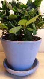 Bloempot, blauw beschilderd, hoogte 11cm, binnen diam 11,5cm, Tuin en Terras, Bloempotten, Rond, Ophalen of Verzenden, Aardewerk