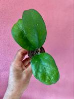 Hoya sp. Aceh, Verzenden, Overige soorten, Minder dan 100 cm