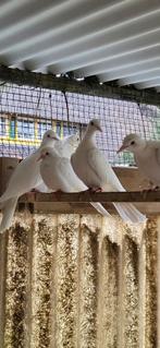 Lachduiven witte, Dieren en Toebehoren, Vogels | Duiven, Meerdere dieren, Overige soorten