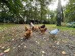 Wyandotte Haantjes - 12 weken oud, Dieren en Toebehoren, Pluimvee, Mannelijk, Kip
