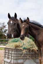 KWPN merrieveulen 2025 – Filou x Firmin Khan, Dieren en Toebehoren, Paarden, Merrie, Dressuurpaard, 0 tot 2 jaar