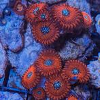 Zoa koraal stekken., Dieren en Toebehoren, Vissen | Aquariumvissen, Overige typen