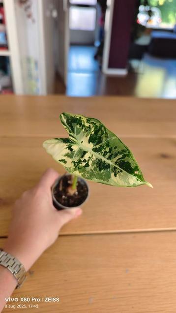 Alocasia frydek variegata  beschikbaar voor biedingen