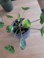 Pilea splash, Huis en Inrichting, Kamerplanten, Ophalen of Verzenden, Overige soorten, Minder dan 100 cm