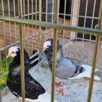 Capucijners, Dieren en Toebehoren, Vogels | Duiven, Vrouwelijk, Kropper