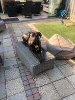Herplaatsing cane corso reu, CDV (hondenziekte), Eén hond, 3 tot 5 jaar, Nederland