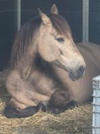 Verzorger gezocht voor e pony, Dieren en Toebehoren, Stalling en Weidegang