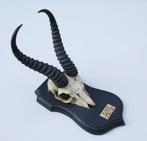 Schedel SPRINGBOK op zwart houten schild (ref. K)