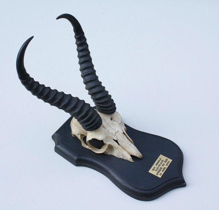 Schedel SPRINGBOK op zwart houten schild (ref. K), Verzamelen, Dierenverzamelingen, Gebruikt, Schedel, Wild dier, Ophalen of Verzenden