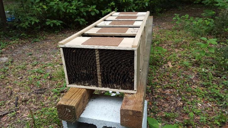 Bijenvölken kopen – Buckfast,Carnica,Ligustica en Zwarte bij, Dieren en Toebehoren, Insecten en Spinnen, Bijen