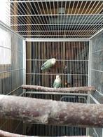 Jong kweekkoppel agapornis roseicollis, Dieren en Toebehoren, Meerdere dieren, Dwergpapegaai of Agapornis