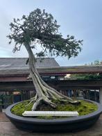 UITVERKOOP: Bonsai Collectie Juniperus Literaat, Overige soorten, Volle zon, Vaste plant, Ophalen of Verzenden