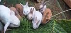 Te koop jonge dwergkonijntjes, Dieren en Toebehoren, Meerdere dieren, Dwerg