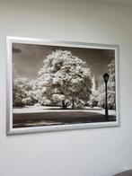 Zwartwit fotoprint van grote oude bomen in central park N.Y., Ophalen of Verzenden