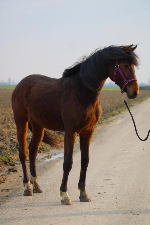 Knappe 2 jarige ruin te koop, Dieren en Toebehoren, Paarden, Hengst, Onbeleerd, Minder dan 160 cm, 0 tot 2 jaar, Dressuurpaard