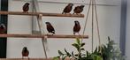 Gordelgrasvinken, Dieren en Toebehoren, Meerdere dieren, Tropenvogel, Geringd