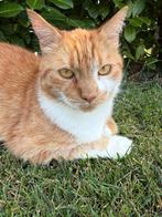Vermiste rood-witte kat, Kat