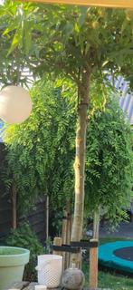 Treurvormige Japanse honingboom (Sophora Japonica ‘Pendula’), Tuin en Terras, Planten | Bomen, Ophalen, Bloeit niet, Halfschaduw